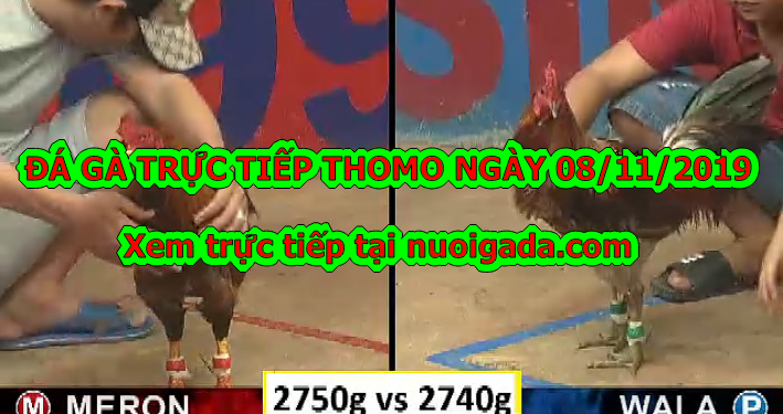 Đá gà Thomo trực tiếp Hôm Nay ngày 8/11/2019