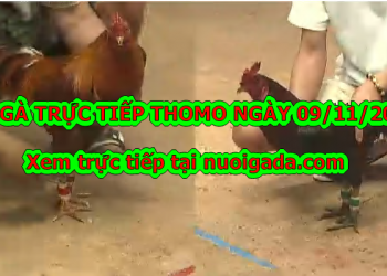 Trực tiếp Đá Gà Campuchia ngày 9/11/2019