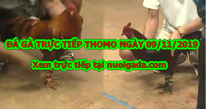 Trực tiếp Đá Gà Campuchia ngày 9/11/2019