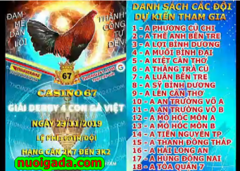Trực tiếp đá gà “Giải gà Việt ngày 23/11/2019” tại casino 67
