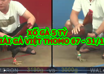 Xổ Gà 5 TỶ Siêu Kinh Điển – Giải gà Việt Thomo 67 -31/10