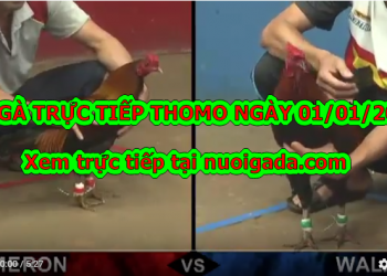 Coi đá gà trực tiếp ngày 01/01/2020