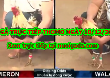 Đá gà trực tiếp BÌNH LUẬN Hay ngày 10/12/2019