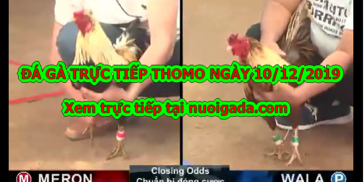 Đá gà trực tiếp BÌNH LUẬN Hay ngày 10/12/2019