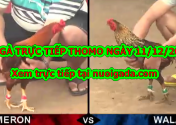 Đá gà trực tiếp BÌNH LUẬN Hay ngày 10/12/2019