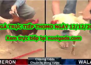 Đá gà trực tiếp BÌNH LUẬN Hay ngày 10/12/2019