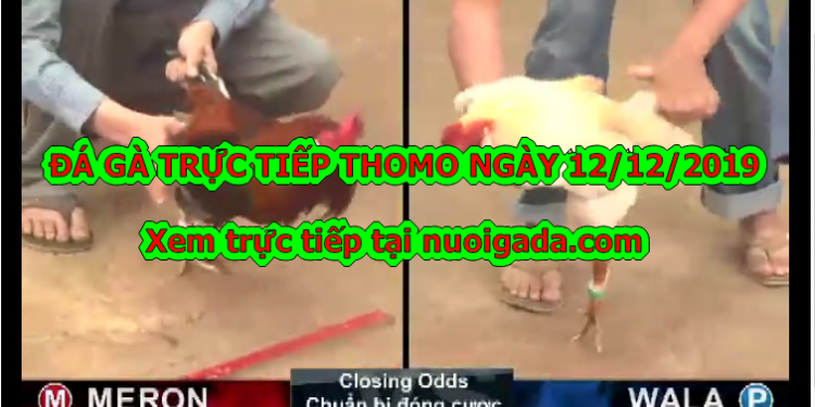 Đá gà trực tiếp BÌNH LUẬN Hay ngày 10/12/2019