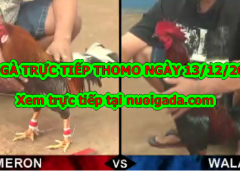 Đá gà trực tiếp BÌNH LUẬN Hay ngày 10/12/2019