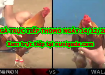 Đá gà trực tiếp BÌNH LUẬN Hay ngày 10/12/2019