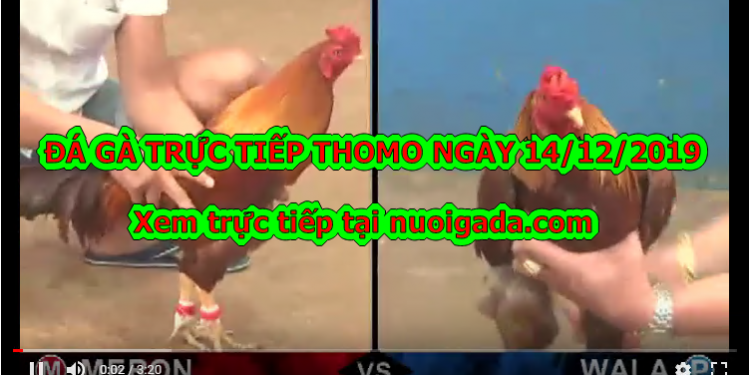 Đá gà trực tiếp BÌNH LUẬN Hay ngày 10/12/2019