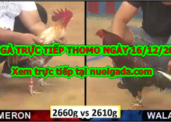 Đá gà trực tiếp Thomo, thứ 2 ngày 16/12/2019