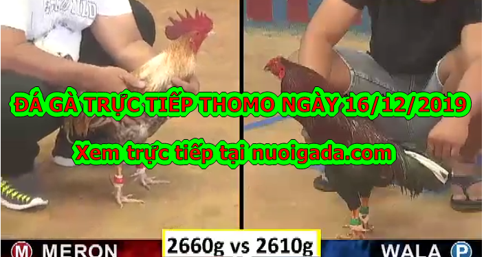 Đá gà trực tiếp Thomo, thứ 2 ngày 16/12/2019
