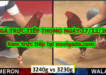Video trực tiếp đá gà Thomo, thứ 3 ngày 17/12/2019