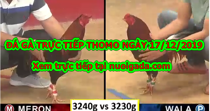 Video trực tiếp đá gà Thomo, thứ 3 ngày 17/12/2019