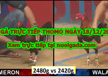 Đá gà Thomo trực tiếp Hôm Nay ngày 18/12/2019