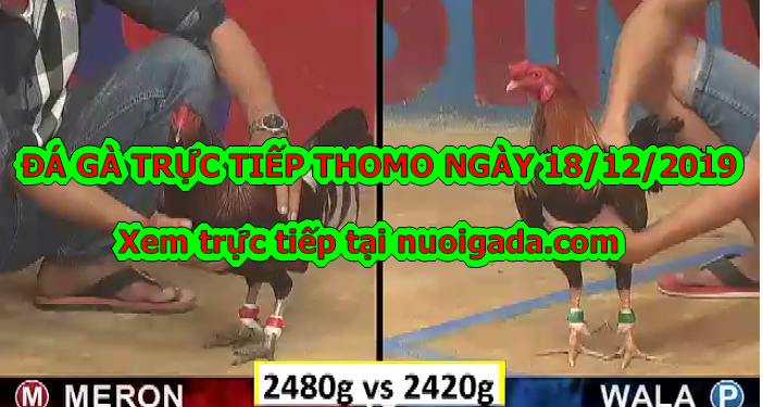 Đá gà Thomo trực tiếp Hôm Nay ngày 18/12/2019