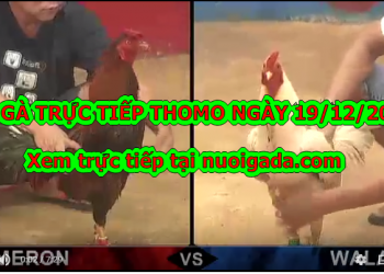 Đá gà Thomo trực tiếp Hôm Nay ngày 18/12/2019