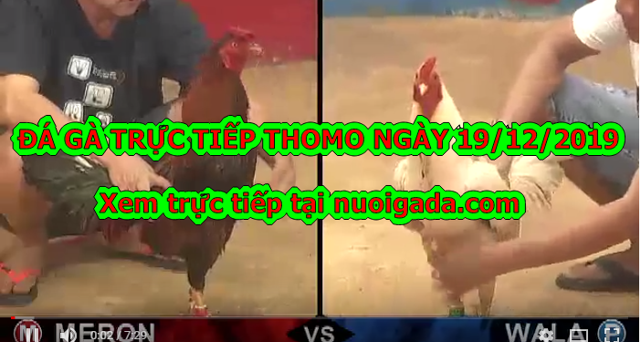 Đá gà Thomo trực tiếp Hôm Nay ngày 18/12/2019