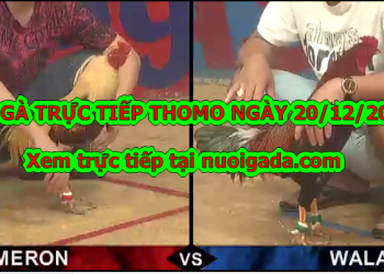 Trực tiếp đá gà Campuchia ngày 20/12/2019