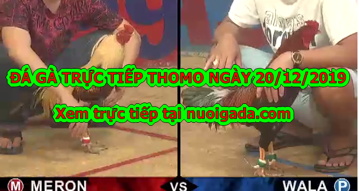 Trực tiếp đá gà Campuchia ngày 20/12/2019