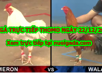 Đá gà Hôm Nay – Chủ Nhật ngày 22/12/2019