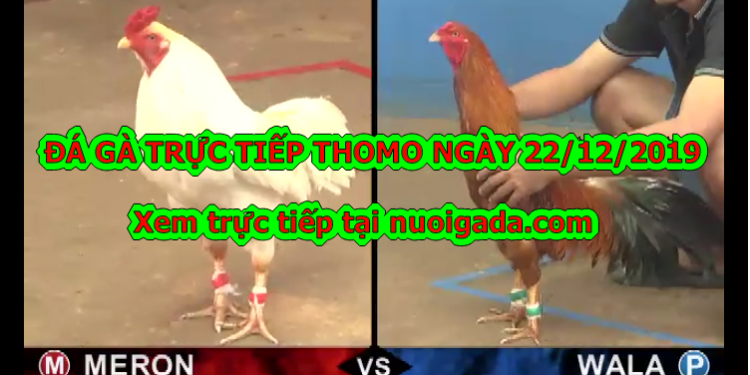 Đá gà Hôm Nay – Chủ Nhật ngày 22/12/2019