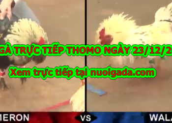 Xem đá gà trực tiếp Campuchia ngày 23/12/2019