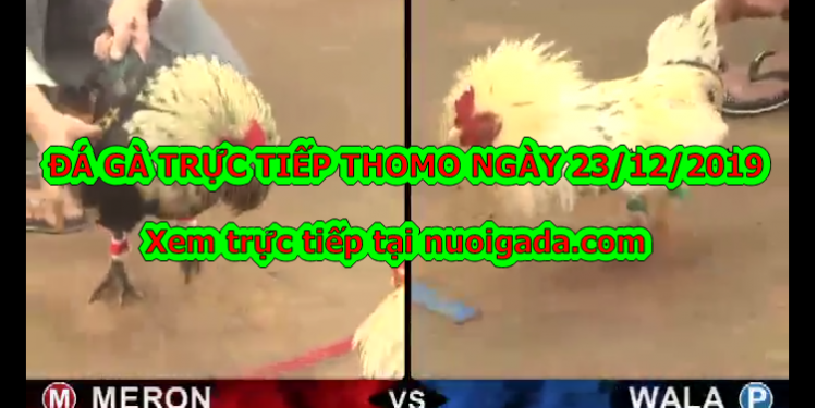 Xem đá gà trực tiếp Campuchia ngày 23/12/2019