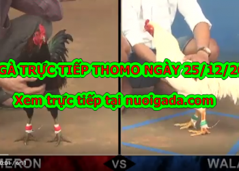 Trực tiếp đá gà Campuchia thứ ba ngày 24/12/2019