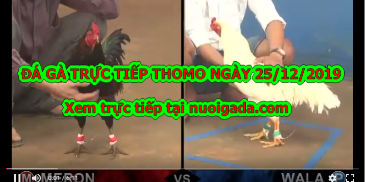 Trực tiếp đá gà Campuchia thứ ba ngày 24/12/2019