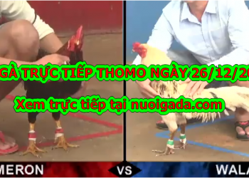 Trực tiếp đá gà Campuchia thứ ba ngày 24/12/2019