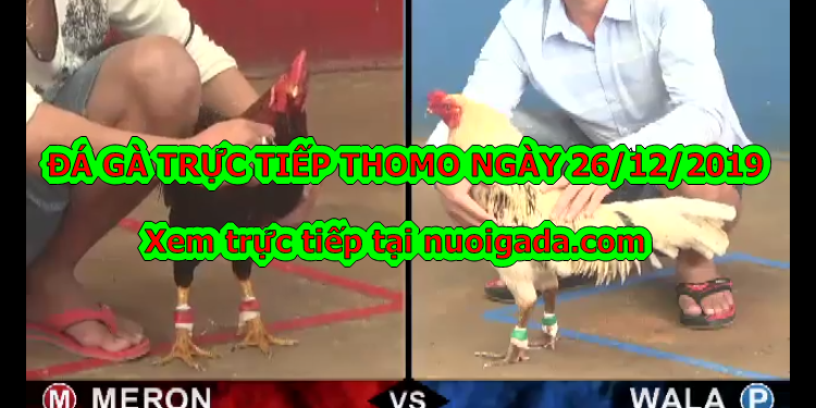 Trực tiếp đá gà Campuchia thứ ba ngày 24/12/2019