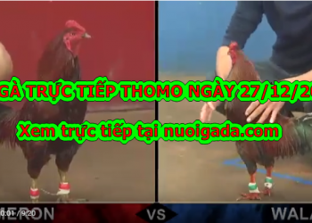 Trực tiếp đá gà Campuchia thứ ba ngày 24/12/2019