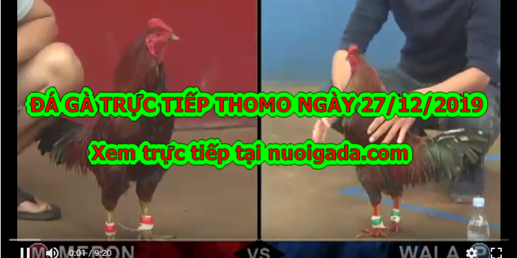 Trực tiếp đá gà Campuchia thứ ba ngày 24/12/2019
