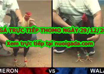 Xem đá gà trực tiếp Thomo, CN ngày 29/12/2019
