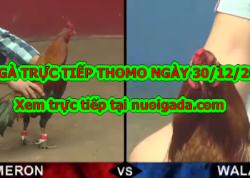 Trực tiếp đá gà Campuchia thứ 2 ngày 30/12/2019