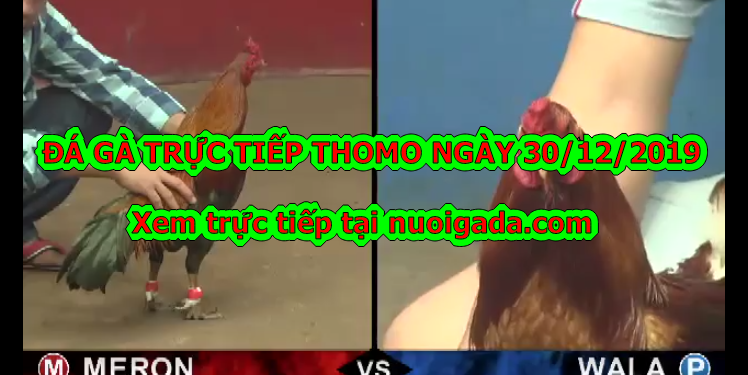Trực tiếp đá gà Campuchia thứ 2 ngày 30/12/2019