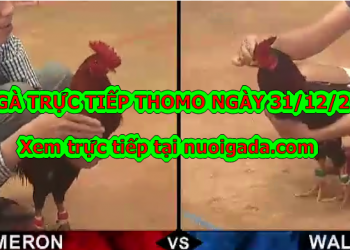 Xem đá gà trực tiếp hôm nay ngày 31/12/2019