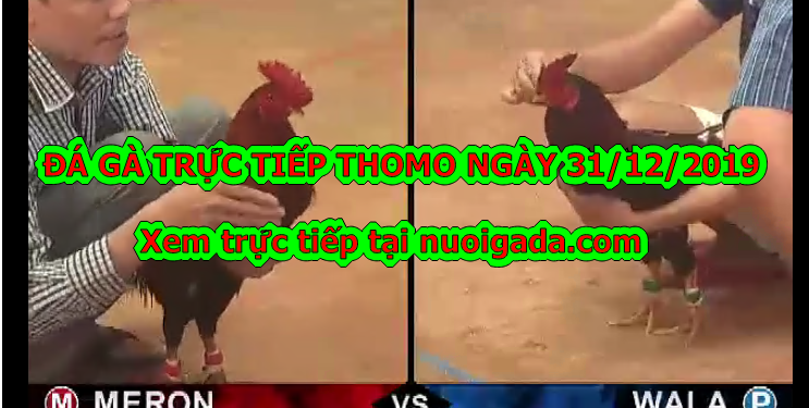 Xem đá gà trực tiếp hôm nay ngày 31/12/2019