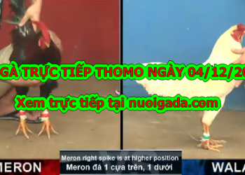 Đá gà trực tiếp Thomo thứ 4 ngày 4/12/2019
