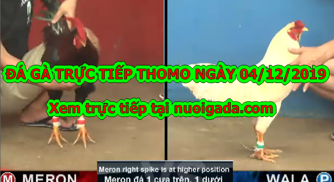 Đá gà trực tiếp Thomo thứ 4 ngày 4/12/2019
