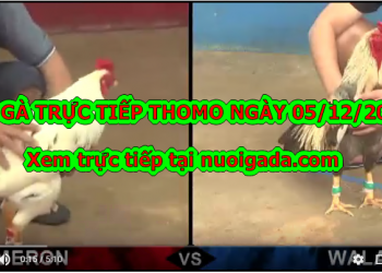 Đá gà Campuchia TRỰC TIẾP ngày 5/12/2019