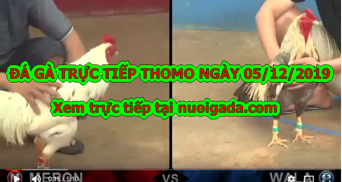 Đá gà Campuchia TRỰC TIẾP ngày 5/12/2019