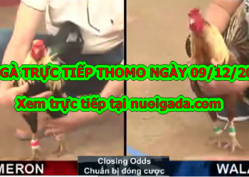 Đá gà Thomo trực tiếp ngày 9/12/2019