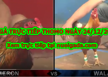 Trực tiếp đá gà Campuchia thứ ba ngày 24/12/2019