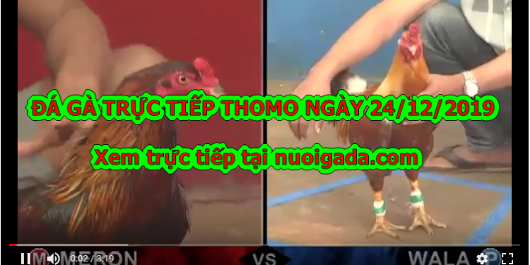 Trực tiếp đá gà Campuchia thứ ba ngày 24/12/2019