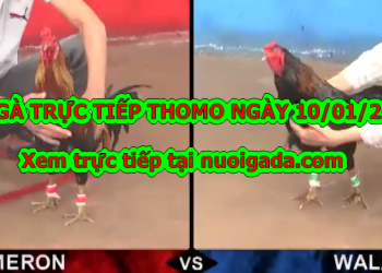 Xem đá gà Thomo trực tiếp Hôm Nay ngày 9/1/2020