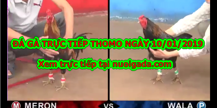 Xem đá gà Thomo trực tiếp Hôm Nay ngày 9/1/2020