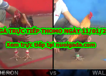 Xem đá gà Thomo trực tiếp Hôm Nay ngày 9/1/2020