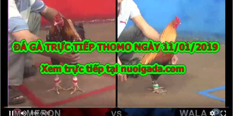 Xem đá gà Thomo trực tiếp Hôm Nay ngày 9/1/2020